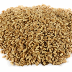 معيه القصيم