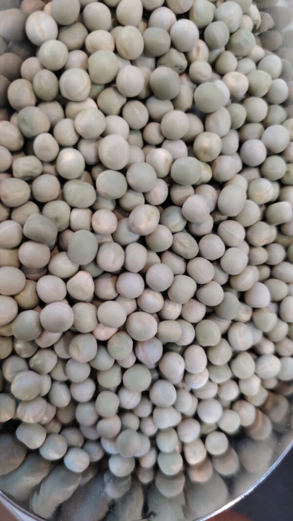 بزاليا اخضر 20ك