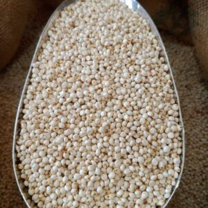 ذرة ابيض جيزاني