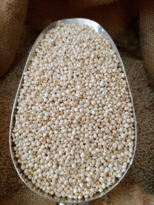 ذرة ابيض جيزاني ذرة ابيض جيزاني