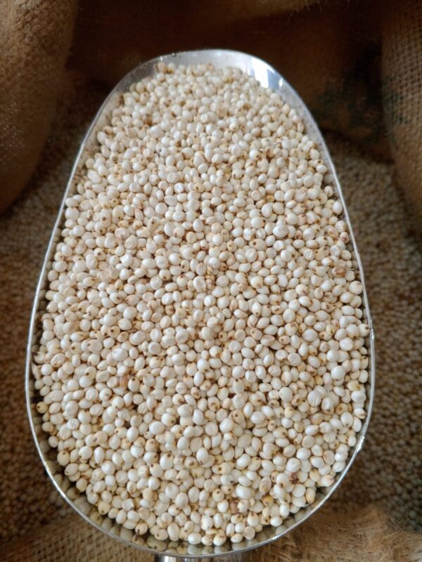 ذرة ابيض جيزاني