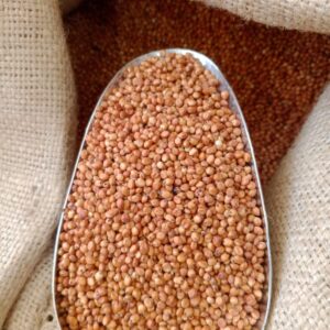 ذرة أحمر جيزاني