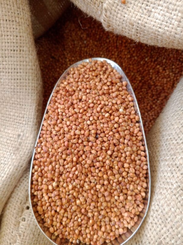 ذرة أحمر جيزاني