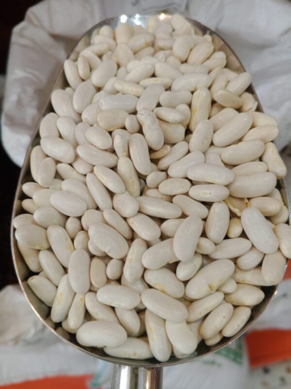 فاصوليا ابيض