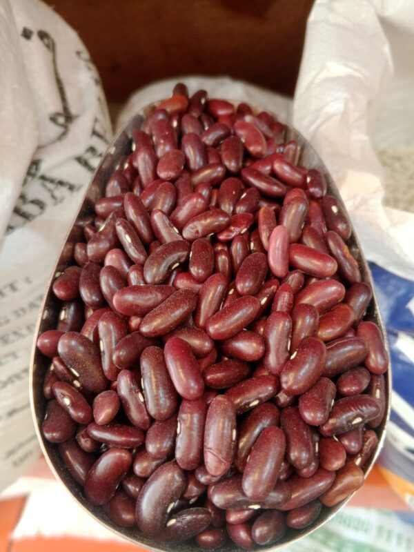 فاصوليا احمر