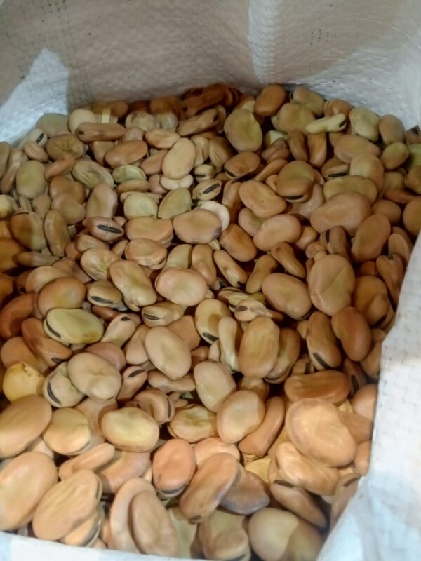 فول حب مصري